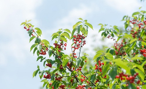 1667188718545053.png image.png